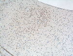 Calbindin-D28k Antibody in Immunohistochemistry (Paraffin) (IHC (P))