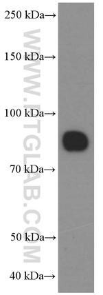 CD36 Antibody in Western Blot (WB)