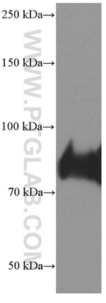 CD36 Antibody in Western Blot (WB)