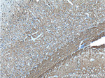 NF-M Antibody in Immunohistochemistry (Paraffin) (IHC (P))