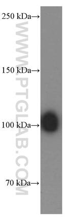 Plasminogen Antibody in Western Blot (WB)