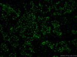 GATA3 Antibody in Immunohistochemistry (PFA fixed) (IHC (PFA))