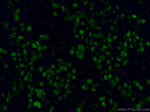 GATA3 Antibody in Immunohistochemistry (PFA fixed) (IHC (PFA))