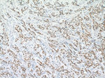 GATA3 Antibody in Immunohistochemistry (Paraffin) (IHC (P))