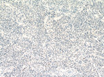 GATA3 Antibody in Immunohistochemistry (Paraffin) (IHC (P))