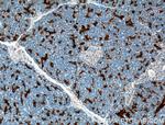 Annexin A3 Antibody in Immunohistochemistry (Paraffin) (IHC (P))