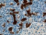 Annexin A3 Antibody in Immunohistochemistry (Paraffin) (IHC (P))