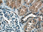 SIRT2 Antibody in Immunohistochemistry (Paraffin) (IHC (P))