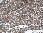 SIRT2 Antibody in Immunohistochemistry (Paraffin) (IHC (P))