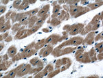 SIRT2 Antibody in Immunohistochemistry (Paraffin) (IHC (P))