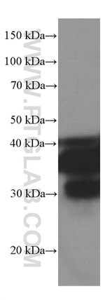 SIRT2 Antibody in Western Blot (WB)