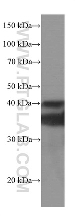 SIRT2 Antibody in Western Blot (WB)