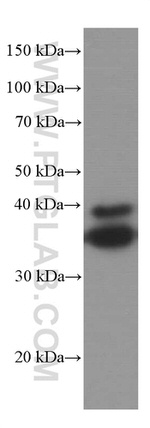 SIRT2 Antibody in Western Blot (WB)