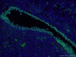 SOX2 Antibody in Immunohistochemistry (PFA fixed) (IHC (PFA))