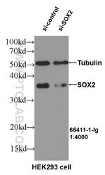 SOX2 Antibody in Western Blot (WB)