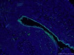 SOX2 Antibody in Immunohistochemistry (PFA fixed) (IHC (PFA))