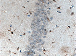 SOX2 Antibody in Immunohistochemistry (Paraffin) (IHC (P))