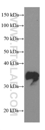 SOX2 Antibody in Western Blot (WB)