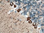 a-Synuclein Antibody in Immunohistochemistry (Paraffin) (IHC (P))