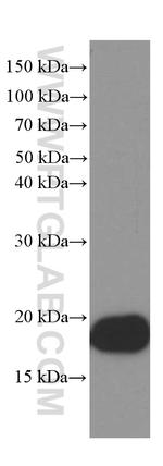 a-Synuclein Antibody in Western Blot (WB)