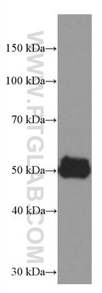 AGTR1 Antibody in Western Blot (WB)