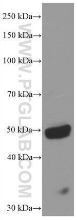 P2RX4 Antibody in Western Blot (WB)