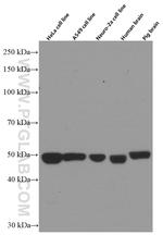 P2RX4 Antibody in Western Blot (WB)