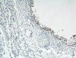 LAP3 Antibody in Immunohistochemistry (Paraffin) (IHC (P))