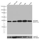 IkB alpha Antibody in Western Blot (WB)