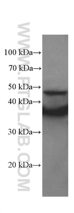 IkB alpha Antibody in Western Blot (WB)