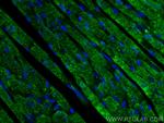 Calsequestrin 2 Antibody in Immunohistochemistry (PFA fixed) (IHC (PFA))