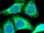 PDI Antibody in Immunocytochemistry (ICC/IF)