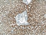 PDI Antibody in Immunohistochemistry (Paraffin) (IHC (P))