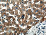 PDI Antibody in Immunohistochemistry (Paraffin) (IHC (P))