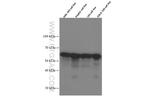 PDI Antibody in Western Blot (WB)