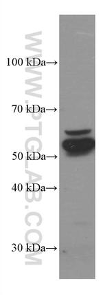 PDIA3 Antibody in Western Blot (WB)