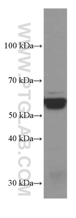 PDIA3 Antibody in Western Blot (WB)