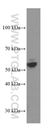 PDIA3 Antibody in Western Blot (WB)