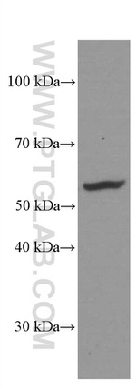 PDIA3 Antibody in Western Blot (WB)