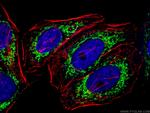 Prohibitin 2 Antibody in Immunocytochemistry (ICC/IF)