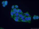 Prohibitin 2 Antibody in Immunocytochemistry (ICC/IF)