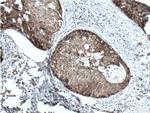 Prohibitin 2 Antibody in Immunohistochemistry (Paraffin) (IHC (P))