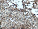 Prohibitin 2 Antibody in Immunohistochemistry (Paraffin) (IHC (P))