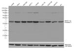 Prohibitin 2 Antibody in Western Blot (WB)