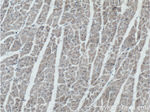 Prohibitin 2 Antibody in Immunohistochemistry (Paraffin) (IHC (P))