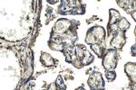 SPARC Antibody in Immunohistochemistry (Paraffin) (IHC (P))