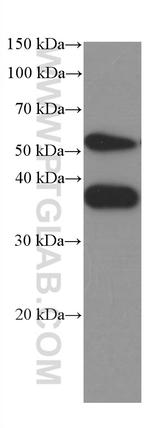 SPARC Antibody in Western Blot (WB)