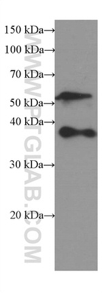 SPARC Antibody in Western Blot (WB)