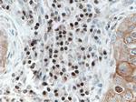 FOXO3A Antibody in Immunohistochemistry (Paraffin) (IHC (P))