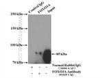FOXO3A Antibody in Immunoprecipitation (IP)